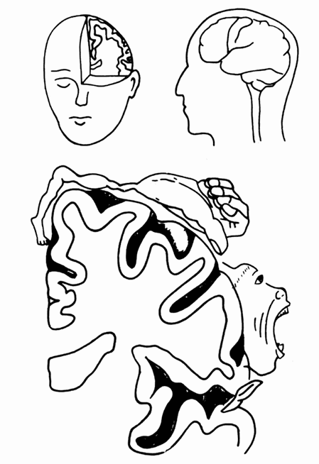 第三节 脑对运动功能的调节与控制