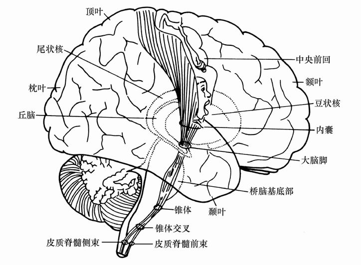 第三节 脑对运动功能的调节与控制