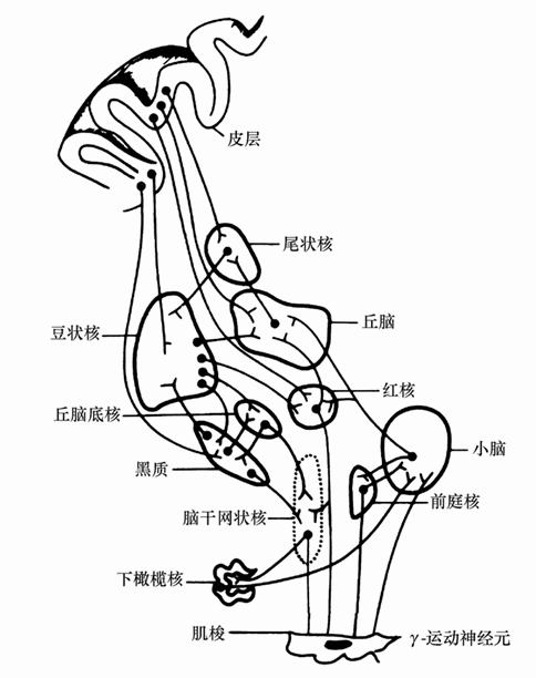 第三节 脑对运动功能的调节与控制
