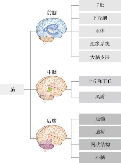  脑的组织