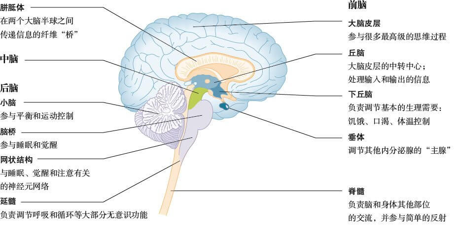  脑的主要结构