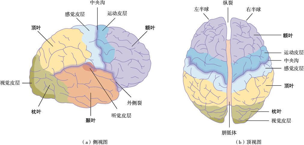  大脑皮层的主要分区
