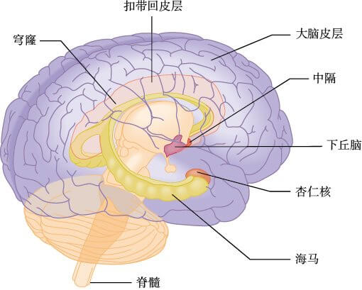  边缘系统的结构