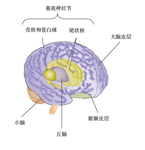  强迫症的脑机制