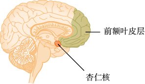 杏仁核和前额叶皮层与边缘型人格障碍有关