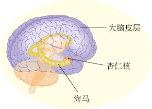 在阿尔茨海默病中，斑块在这些脑区和其他脑区的细胞间隙中堆积
