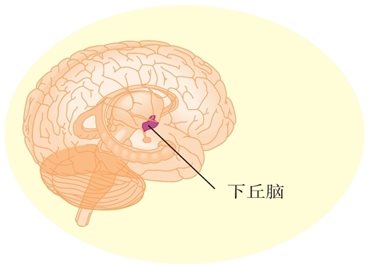下丘脑是调节进食行为的核心，并与神经性贪食症和神经性厌食症紊乱的进食行为特点有关