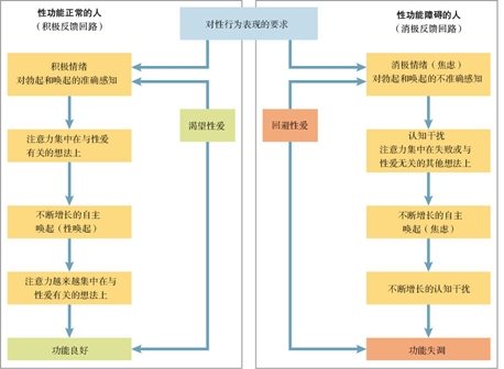  上面的模型显示了焦虑和认知干扰是怎样导致勃起障碍及其他性障碍的