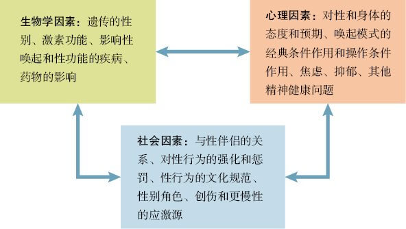  性行为中生物学、心理和社会因素的相互作用
