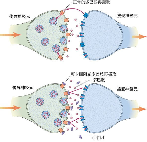  可卡因对多巴胺系统的作用
