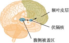 大脑的“享乐通路”始于腹侧被盖区，然后穿过伏隔核到达额叶皮层