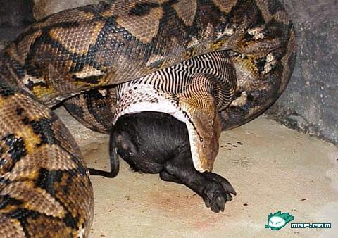 82、虫谷里的巨蟒