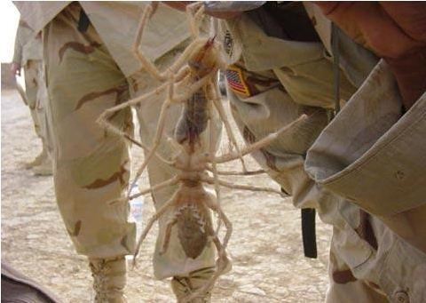 27、沙漠行军蚁