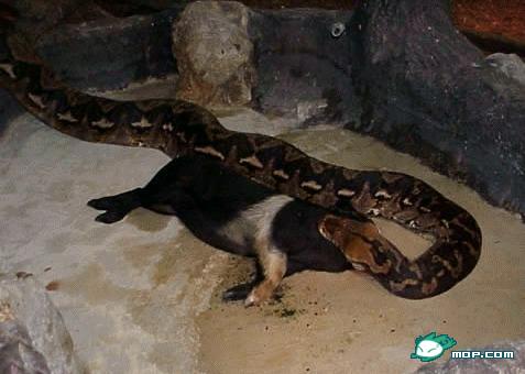 82、虫谷里的巨蟒