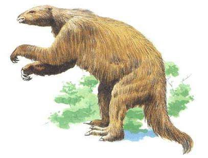 28、草原大地懒