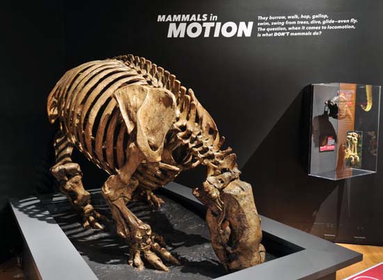 28、草原大地懒