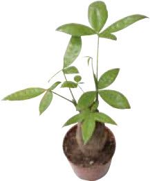 芳香养花