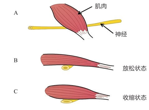 第十三章 柔韧性训练：避免越跑越僵硬