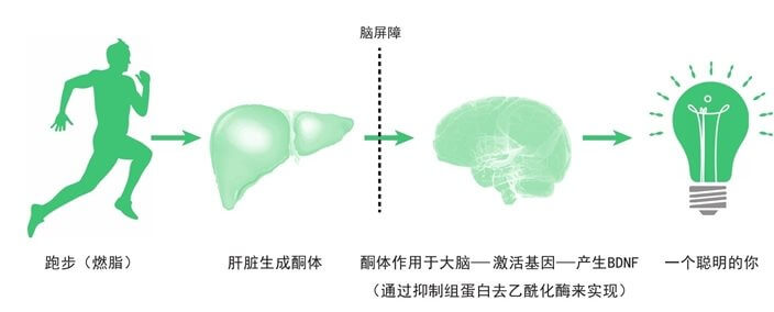01 跑步让大脑更活跃、反应更敏捷
