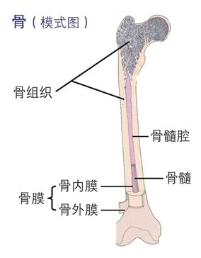 什么是骨