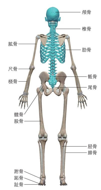 骨都是什么样子的