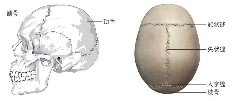 关节都是什么样的