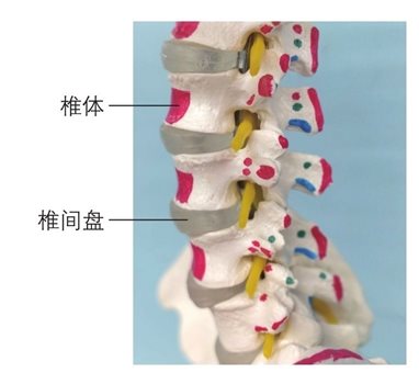 关节都是什么样的