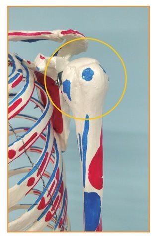 关节都是什么样的