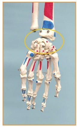 关节都是什么样的