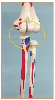 关节都是什么样的