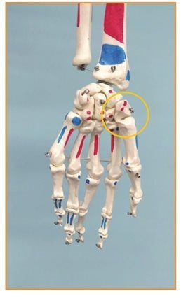 关节都是什么样的