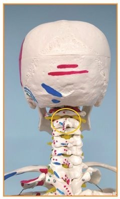 关节都是什么样的