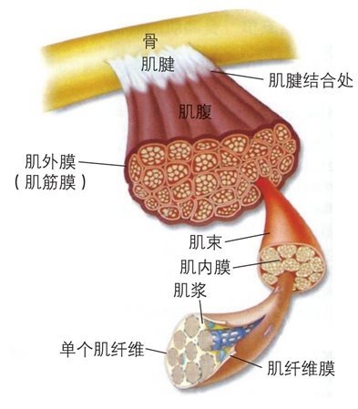 跑步的动力来源——肌肉