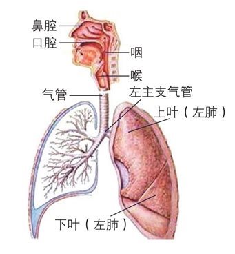 与运动相关的其他系统