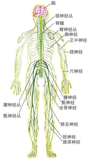 与运动相关的其他系统