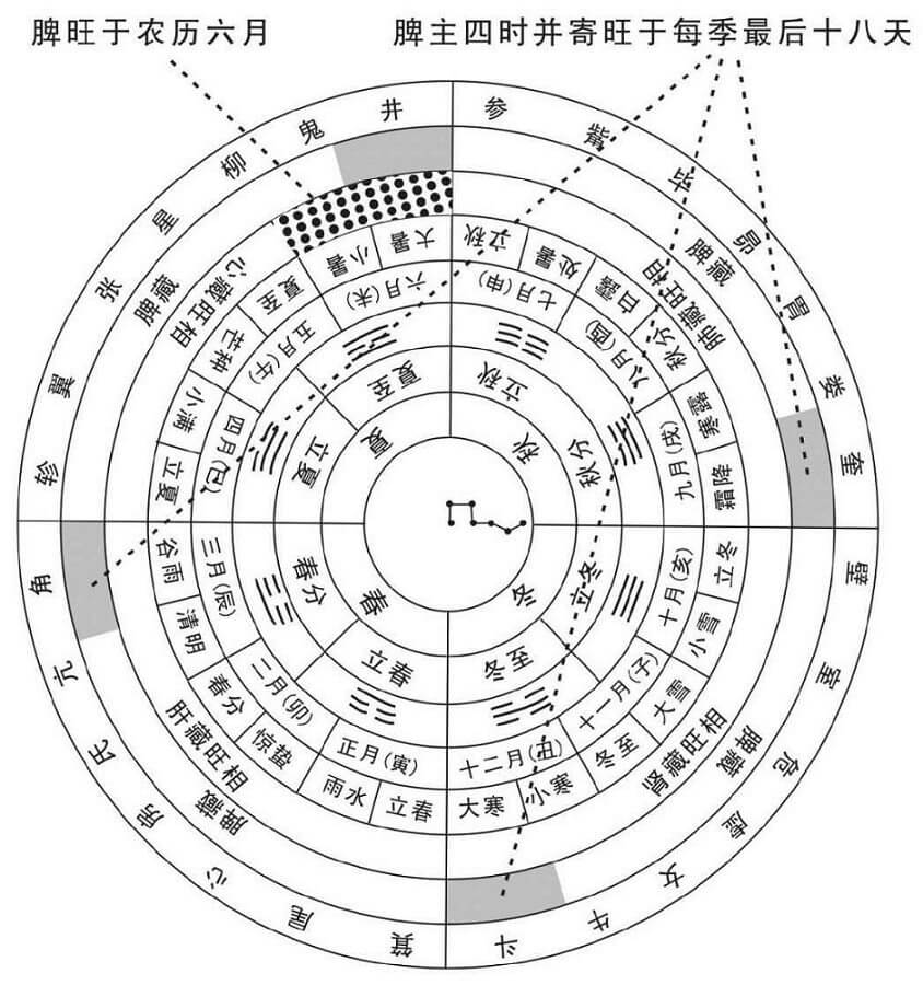 脾脏的两类大旺相