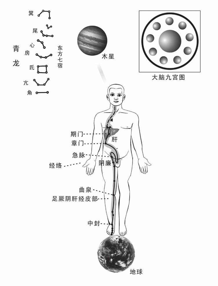 足厥阴肝经经皮图