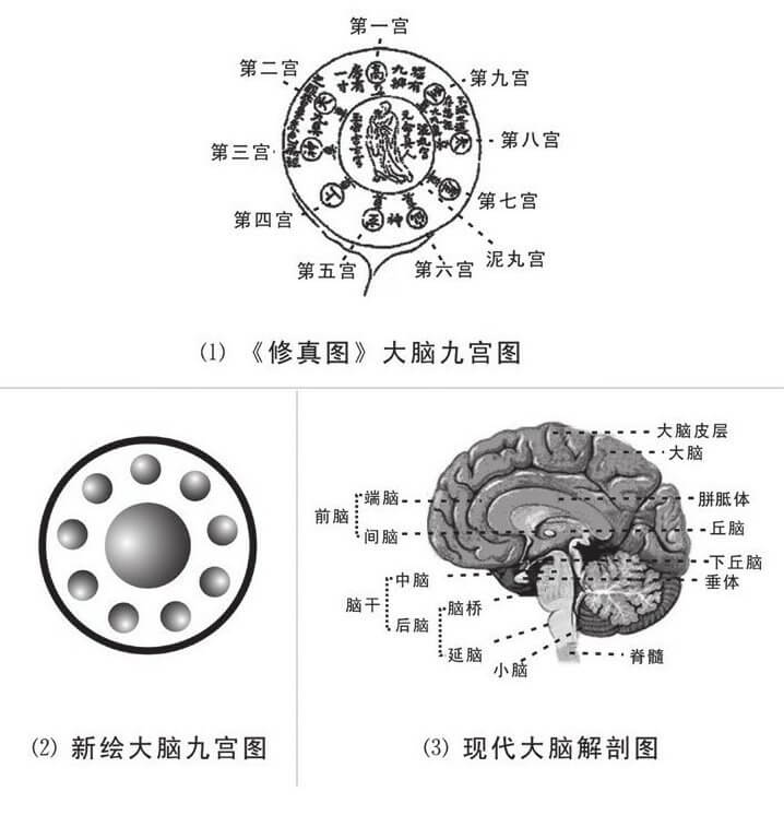 大脑中的太极器官