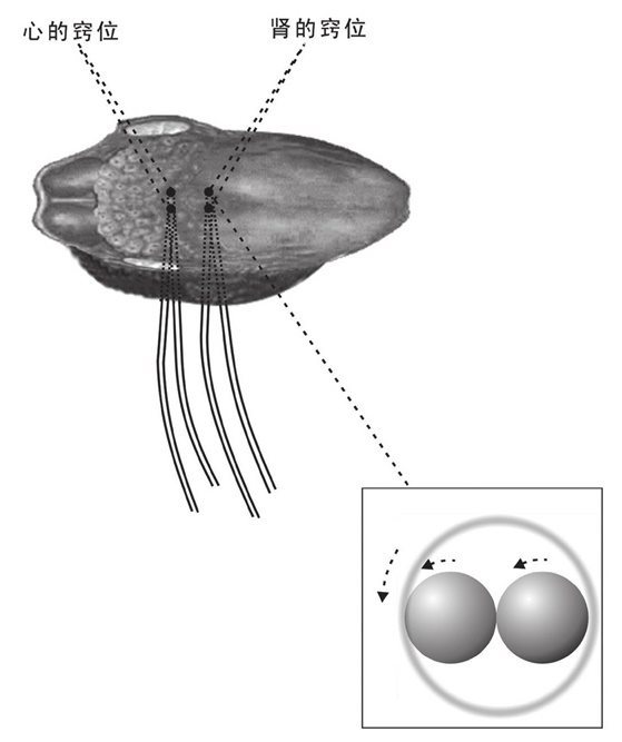 窍位中的太极器官