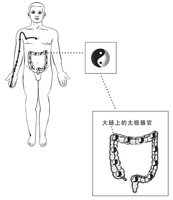 大肠上的太极器官
