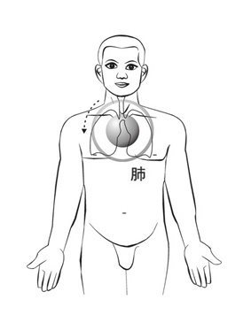 肺藏上的太极器官