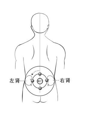 肾轨道上的太极器官