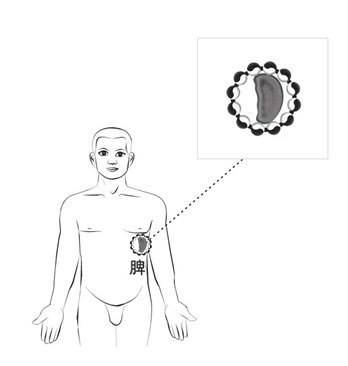 脾藏上的轨道式太极器官