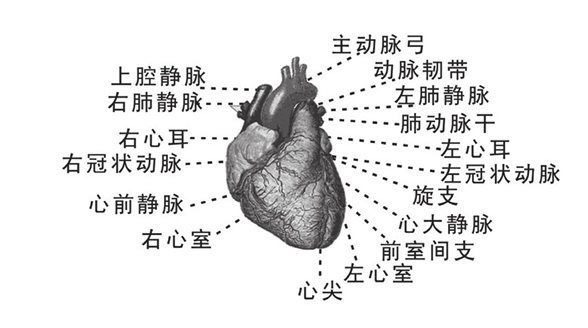 心脏解剖图
