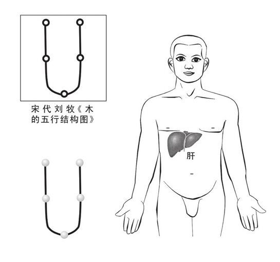 肝藏五行结构