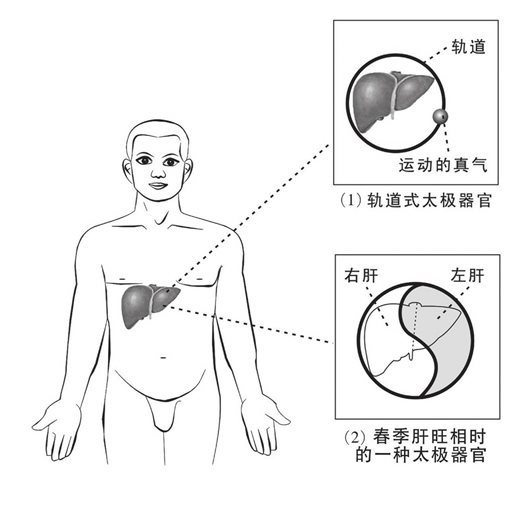 肝藏太极器官