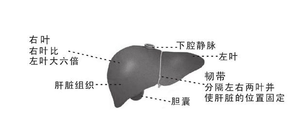 肝脏解剖图