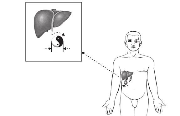 张仲景小柴胡汤在肝下产生的太极器官（一）