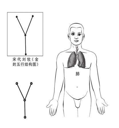 肺藏五行结构