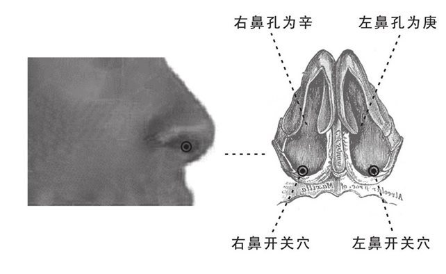 鼻开关穴示意